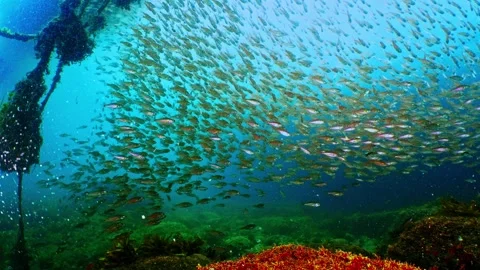 Massive fish stream underwater rope 4k C0245 Vídeos de archivo 336839927