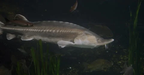 Massive Fish Swimming By 4K Stock Footage 46165416