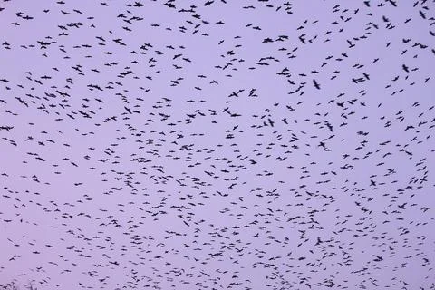 A Massive Flock of Birds in Flight Stock Photos