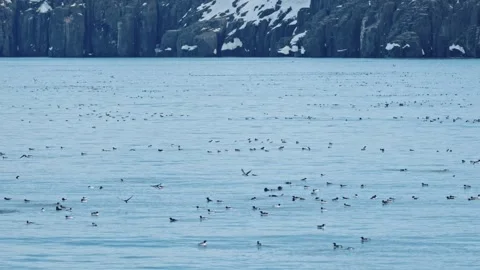 A massive flock of Brünnich's guillemots (Uria lomvia), commonly called Видео 345099042