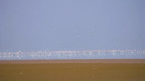 Massive Flock of Migratory Birds Flying Over Gujarat Nadabet Wetland 02 Stock Footage 336190385