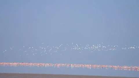 Massive Flock of Migratory Birds Flying Over Gujarat Nadabet Wetland 04 Stock Footage 336190428