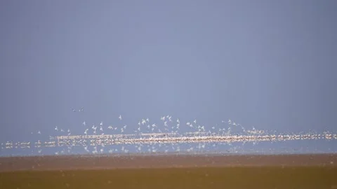 Massive Flock of Migratory Birds Flying Over Gujarat Nadabet Wetland 03 Stock Footage 336190465