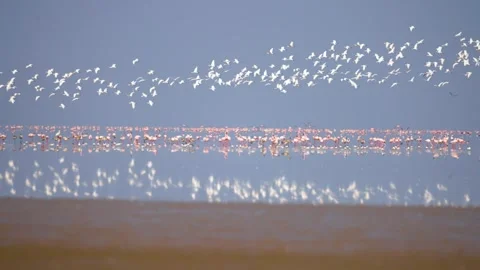 Massive Flock of Migratory Birds Flying Over Gujarat Nadabet Wetland 05 Stock Footage 336190469