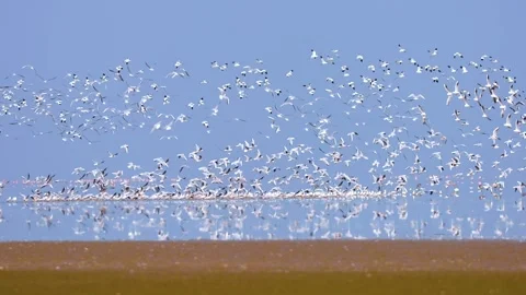 Massive Flock of Migratory Birds Flying Over Gujarat Nadabet Wetland Stock Footage 336190564