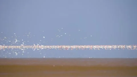 Massive Flock of Migratory Birds Flying Over Gujarat Nadabet Wetland 07 Stock Footage 336190597