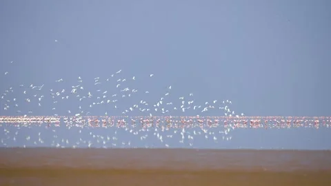 Massive Flock of Migratory Birds Flying Over Gujarat Nadabet Wetland 06 Stock Footage 336190598