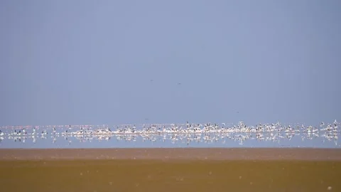Massive Flock of Migratory Birds Flying Over Gujarat Nadabet Wetland 01 Stock Footage 336190633