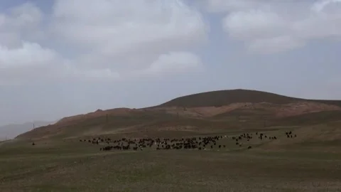 A massive flock of sheep feeds across a broad lush plain, stock footage. Stock Footage 304935075