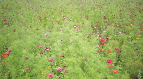 Massive flowering meadow Stock Footage 52591846