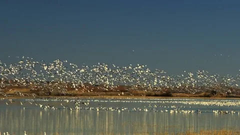 Massive fly out of thousands of Snow Geese (Anser caerulescens) at sunset. 4k Stock Footage 85108177