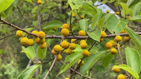 A massive forest tree bears a bountiful harvest of golden fruits Stock Footage 250271029