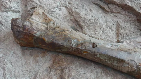 Massive Fossilized Dinosaur Bone Preserved in Sedimentary Rock Formation Stock Footage 339747501