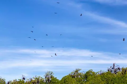 Massive Fruit Bats Stock Photos