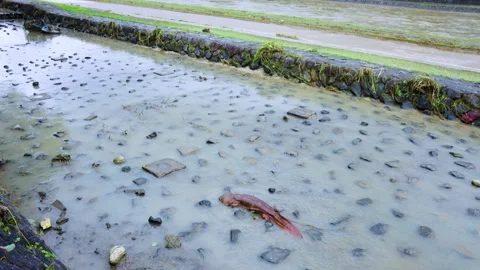 Massive Giant Salamander Exposed by Flooding in Kyoto, Japan Stock Footage 340783899