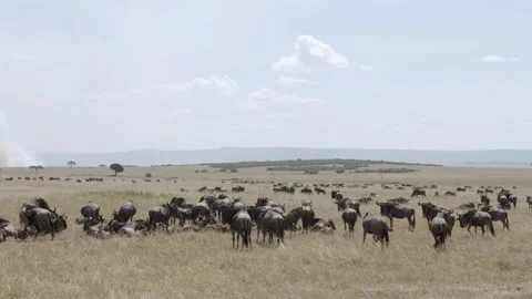 Massive Gnu Herd cinematic handheld shot, African Antelope Wildlife Footage Stock Footage 237551635