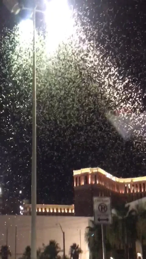 Massive Grasshopper Migration, Las Vegas, Nevada, USA - 25 Jul 2019 Video stock 205213158