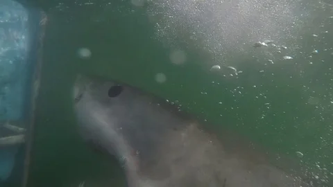 Massive great white shark bites cage in South Africas Mossel Bay Stock Footage