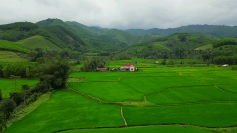 Massive green Landscape, rice field view from the drone 4K Video for Stock Stock Footage 235819086