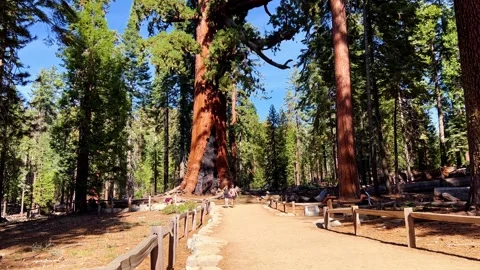 Massive Grizzly Giant Sequoia Tree Dominating Forest with People for Scale in Stock Footage 332793131