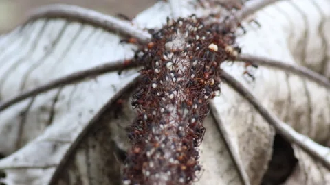 Massive group of Army ants insects animals moving eggs in rainforest jungle Stock Footage 331950001