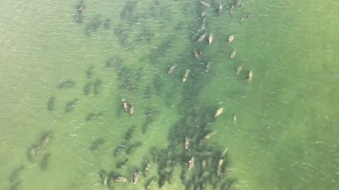 Massive Group of Manatees, also called an Aggregation but not a Herd Stock Footage 172073397