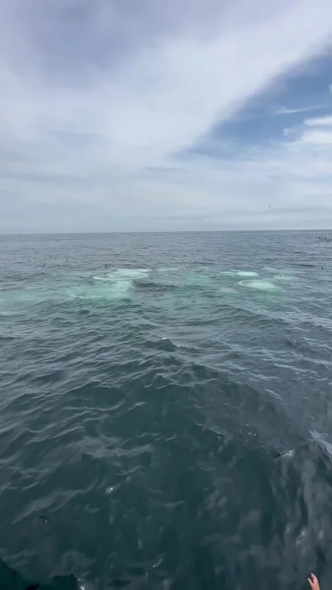 Massive Group of Whales Feeding Off the Coast of Cape Cod, Cape Code, Massachuse Stock Footage 251483059