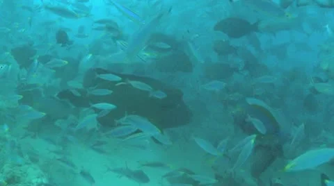 Massive grouper Stock Footage 8988612