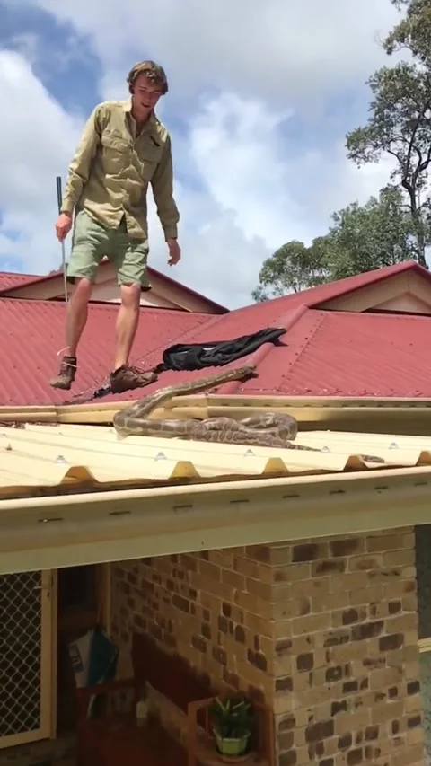 Massive Grumpy Python Roof Retrieval, Doonan, Queensland, Australia - 13 Oct 201 Vidéo 205239753
