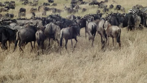 Massive herd of African Antelop, Gnu wildlife footage Stock Footage 237551548