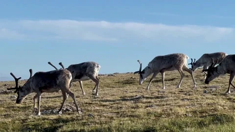 Massive Herd of Reindeer Migrating Across Arctic Tundra Video stock 322214460