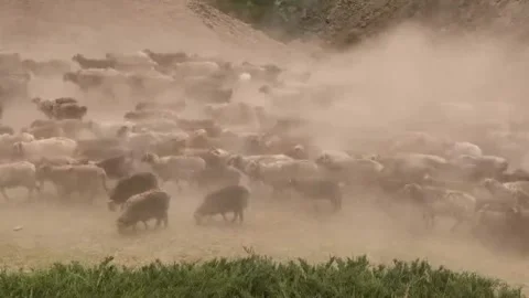 Massive Herd of Sheep and Cattle Migrating Through Dust in Xinjiang, China Видео 337857306