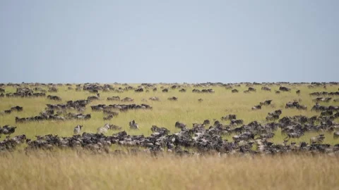 Massive Herd of Wildebeest and Zebras in Great Migration Maasai Mara Kenya. Stock Footage 320728672