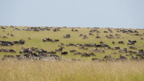 Massive Herd of Wildebeest and Zebras in Great Migration Maasai Mara Kenya. Stock Footage 320728889
