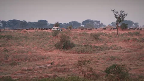 Massive herd of wildebeest gathering and stampeding before crossing the river Stock Footage 331213390