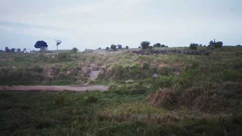 Massive herd of wildebeest gathering and stampeding before crossing the river Stock Footage 331213433