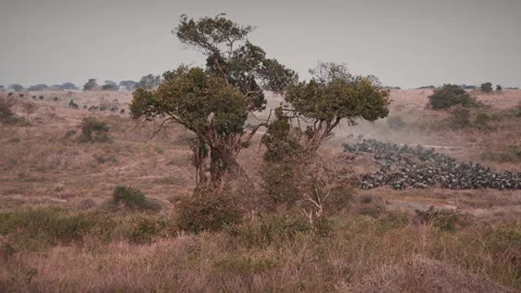 Massive herd of wildebeest gathering and stampeding before crossing the river Stock Footage 331213435
