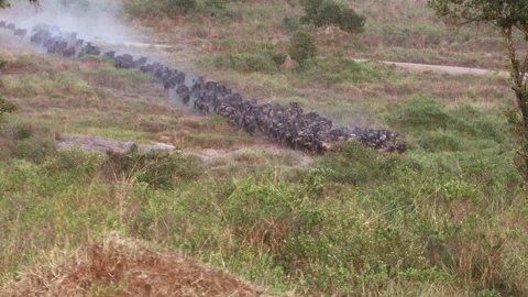 Massive herd of wildebeest gathering and stampeding before crossing the river Stock Footage 331213479