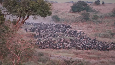 Massive herd of wildebeest gathering and stampeding before crossing the river Stock Footage 331213489