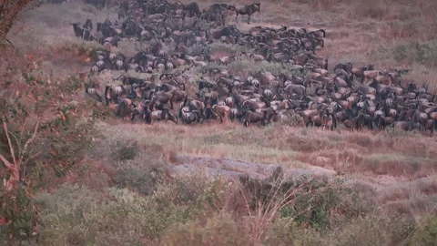 Massive herd of wildebeest gathering and stampeding before crossing the river Stock Footage 331214581