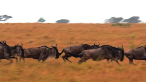 A massive herd of wildebeest sprints and stampedes across the open plains Stock Footage 327887349