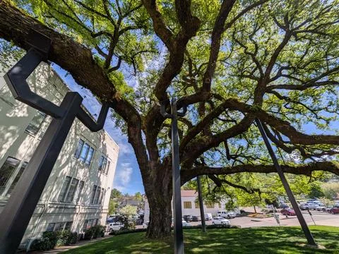 Massive historic tree with sprawling branches supported by iron beams Stock Photos