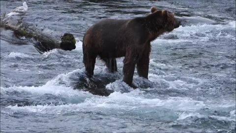 Massive, hungry coastal brown bears hunting for salmon at Brooks Falls Katmai Stock-Footage 343032354