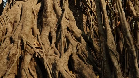 Massive intertwined banyan roots covering ancient jungle ruins in Angkor Stock Footage 335282929