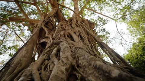 Massive intertwined tree roots towering through forest at Angkor Wat Stock Footage 335276275