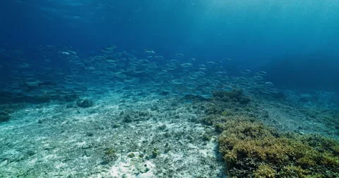 Massive Jack Fish School in Tropical Waters – Graceful Underwater Scene Stock Footage 312091719