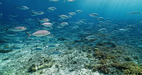 Massive Jack Fish School in Tropical Waters – Graceful Underwater Scene Stock Footage 312091751