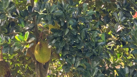 A massive jackfruit hangs from a mature tropical tree, dense green leaves Stock Footage 324802462