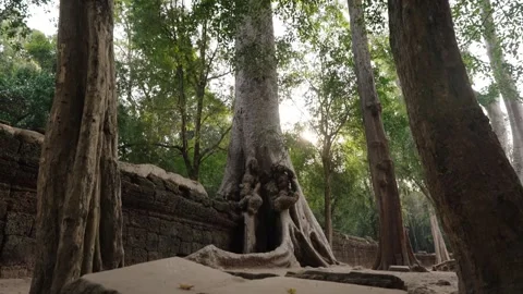 Massive jungle tree growing through ancient stone wall at Angkor Wat Stock Footage 335276186