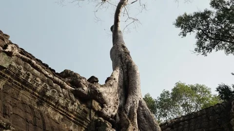 Massive jungle tree roots covering ancient stone temple ruins in Angkor Cambodia Stock Footage 335364537